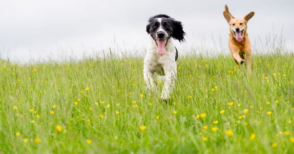 Two dogs running through a field together.