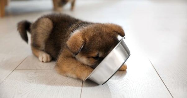 Puppy eating out of a metal food bowl.