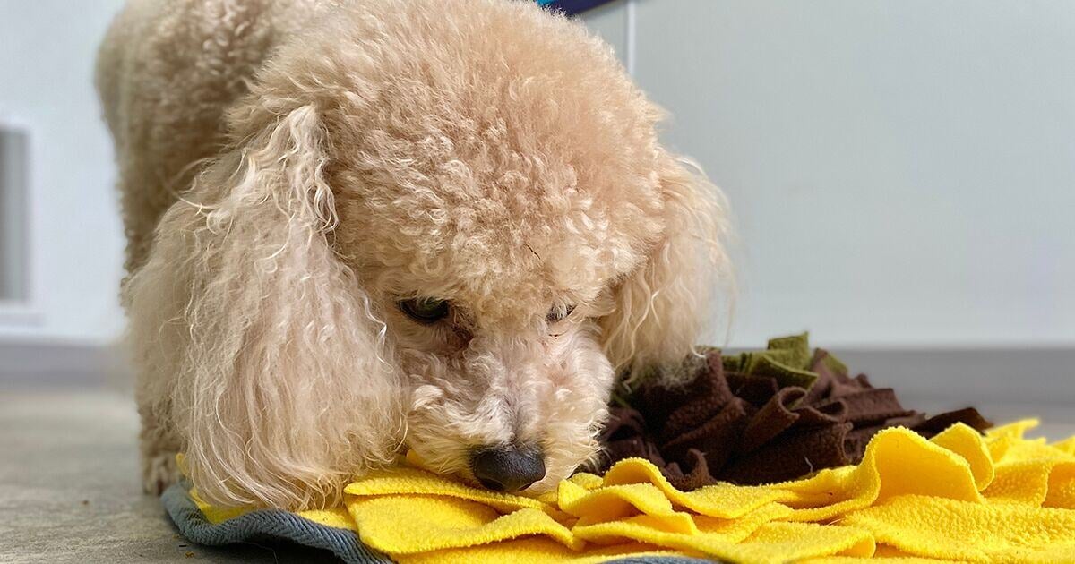 Blog_Article_Image-shutterstock_1935756886 cropped