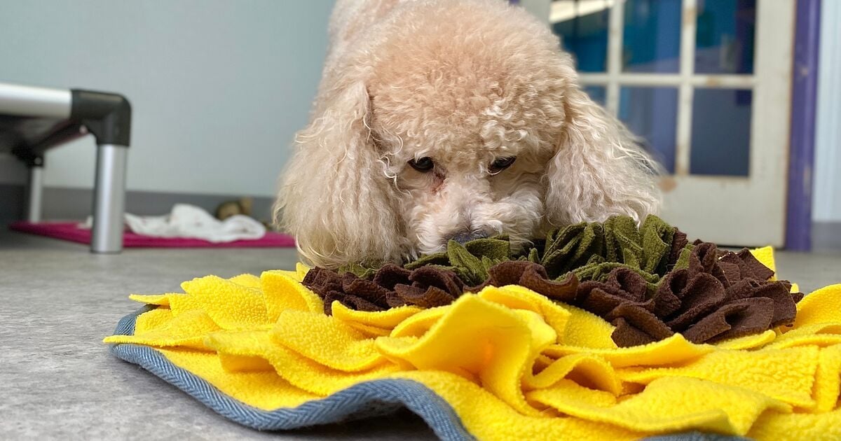 Krémszínű uszkár játszik egy szimatszőnyeggel&nbsp;