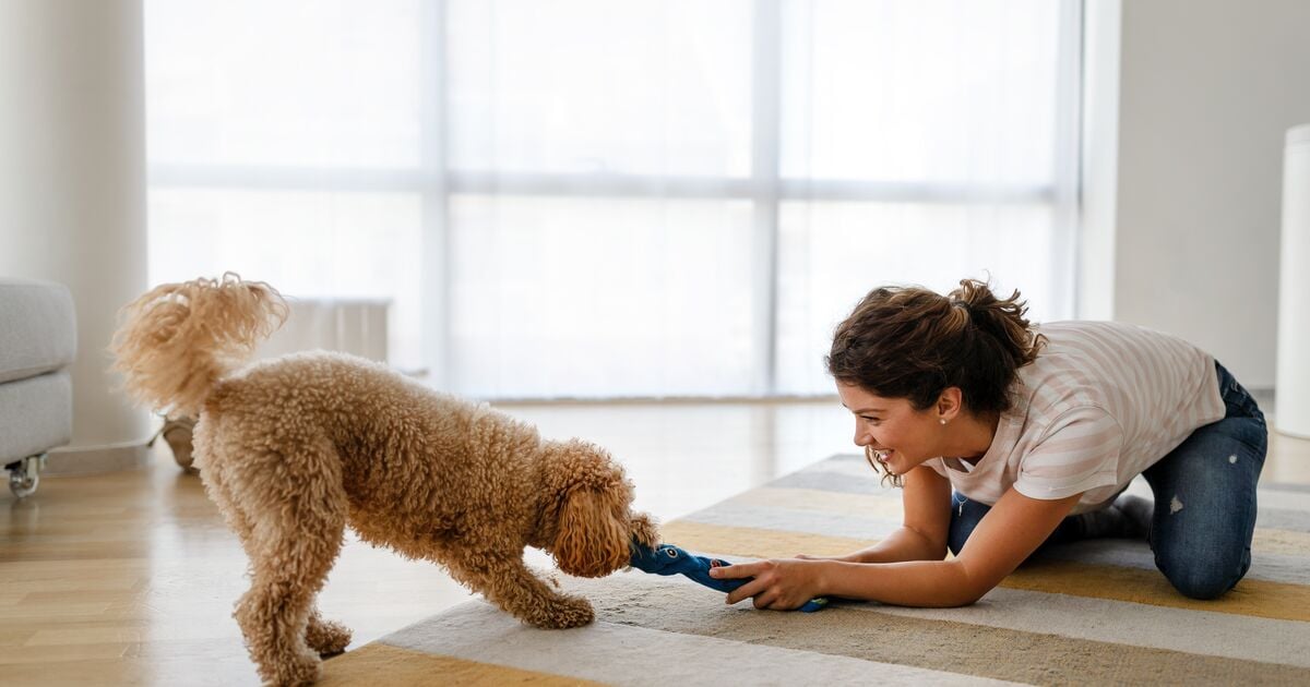 Egy nő kötélhúzást játszik a kutyájával a lakásban egy csíkos szőnyegen 