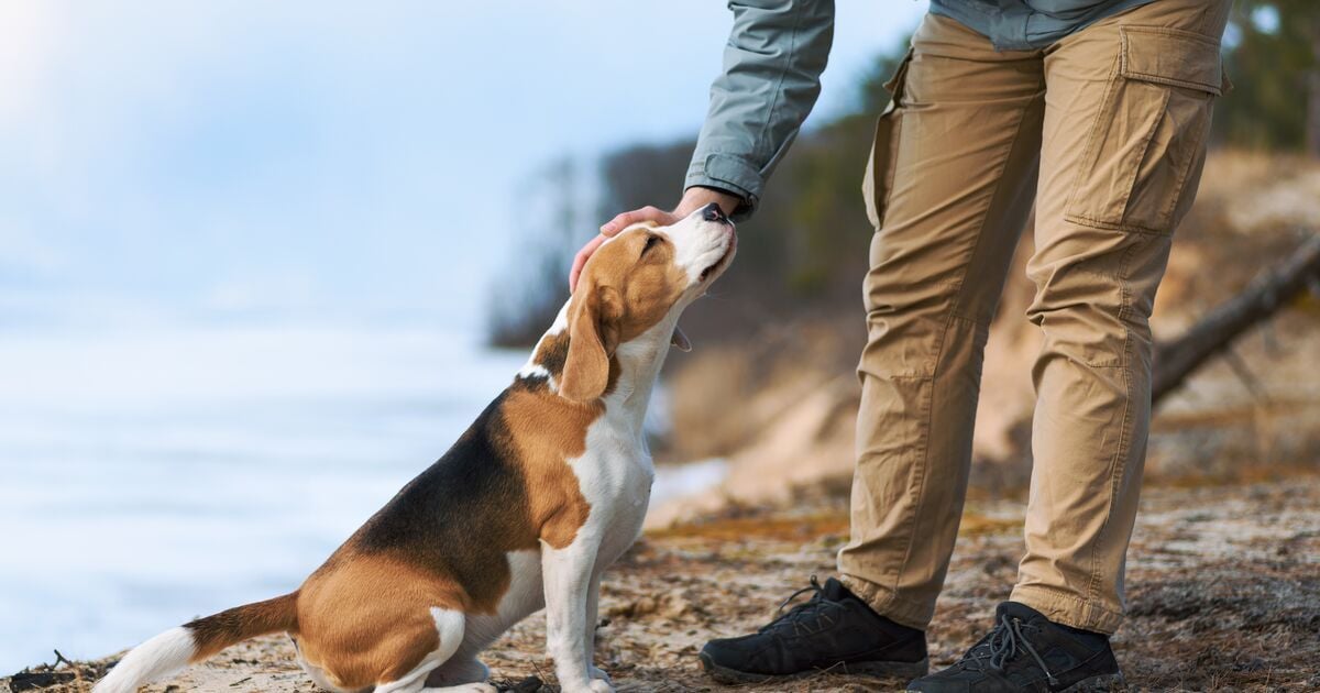 Egy férfi simogatja a kutyáját séta közben  