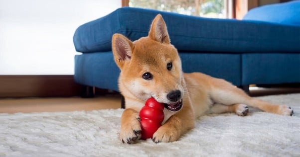 Shiba Inu puppy chewing a red toy on the carpet.