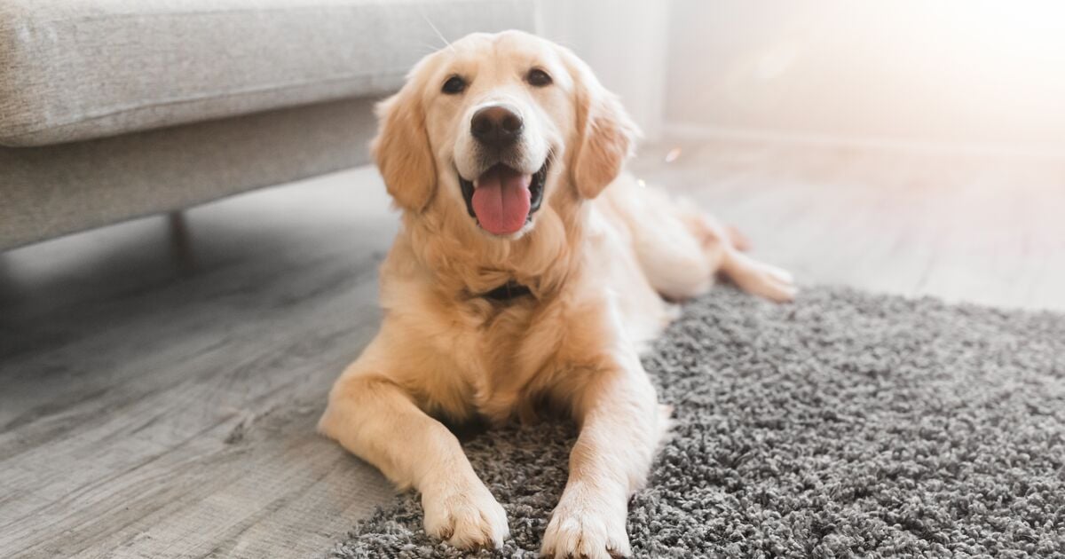 Boldog golden retriever kutya lazán tartott fülekkel 