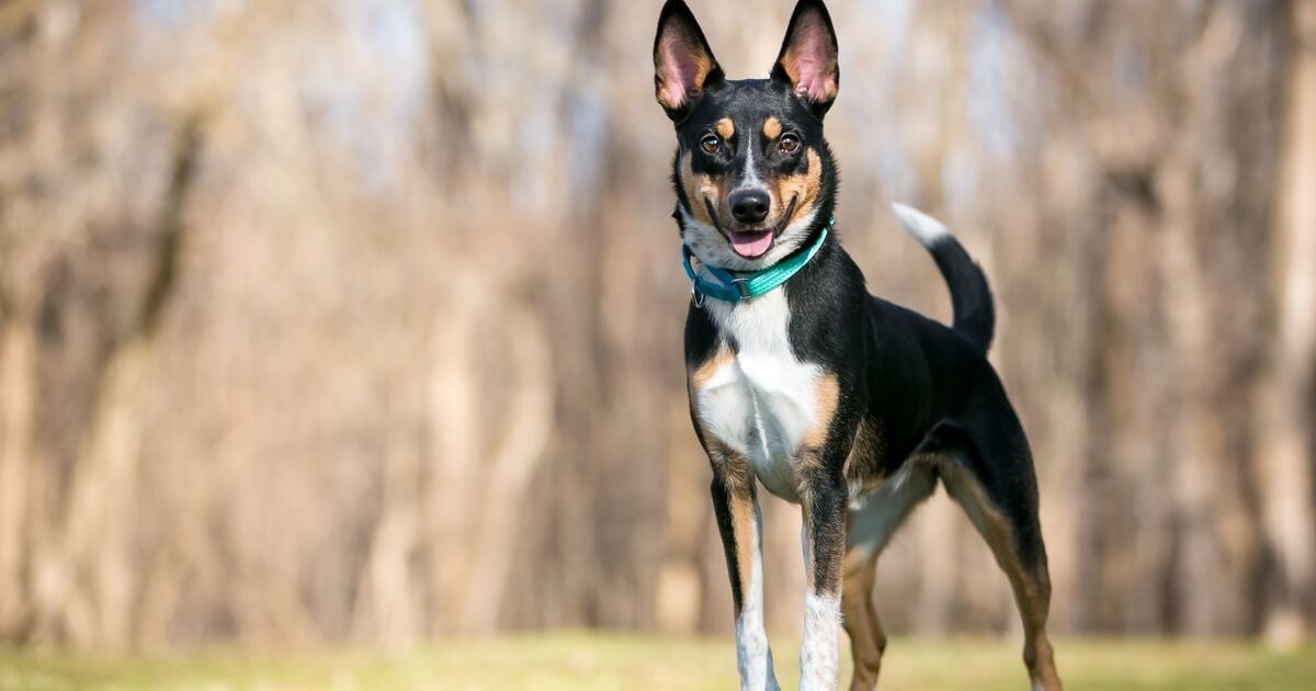 Kék nyakörvet viselő kutya felálló fülekkel áll a szabadban