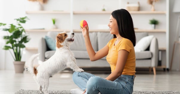 Jack Russell playing with their human. 