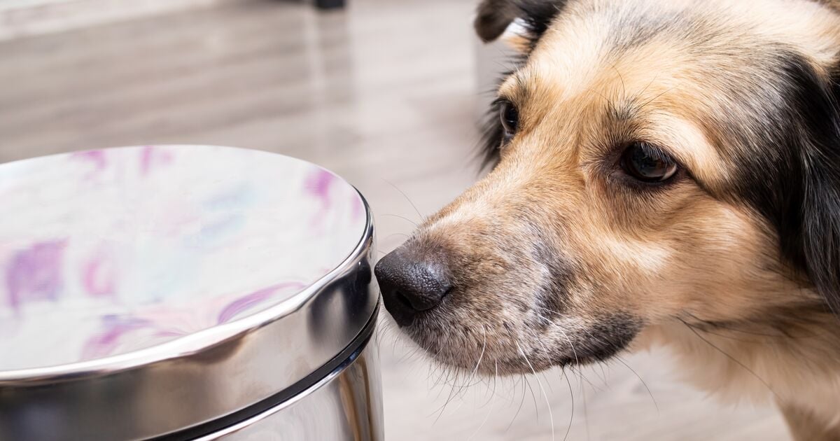 Kutya szaglászik a kuka körül 