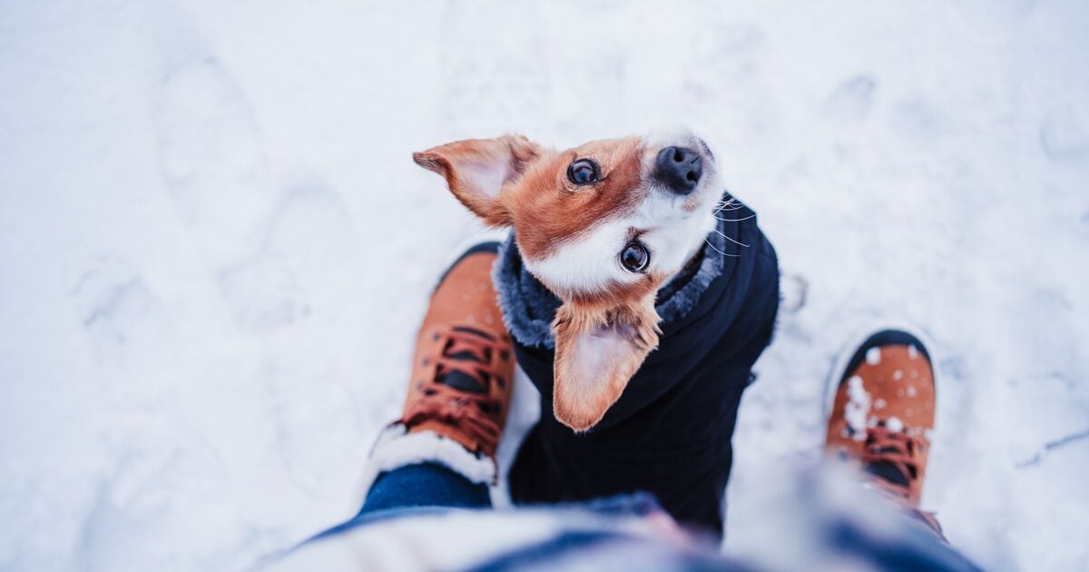 Kabátot viselő kutya a gazdijára néz téli séta közben