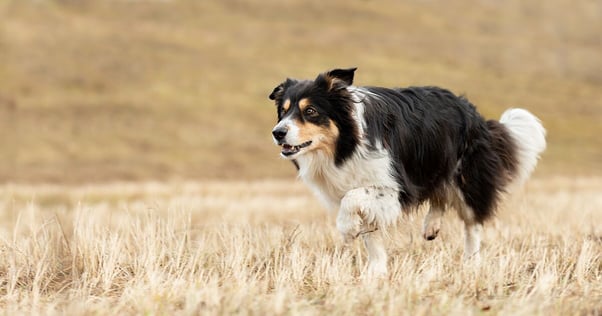 Border Collie running across a meadow.