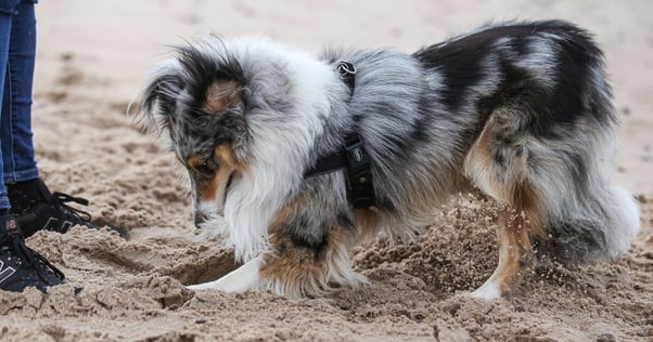 Dog digging in the sand next to a human.