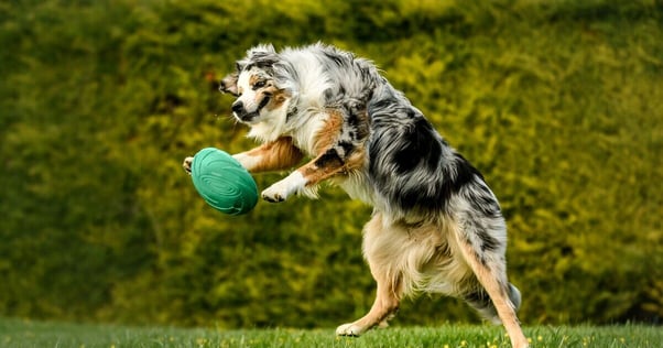 Australian Shepherd dog playing fetch with a green frisbee.