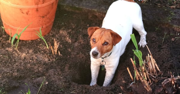 Dog digging a hole in the garden.