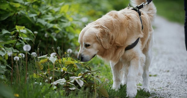 Dog on a harness exploring outdoors.
