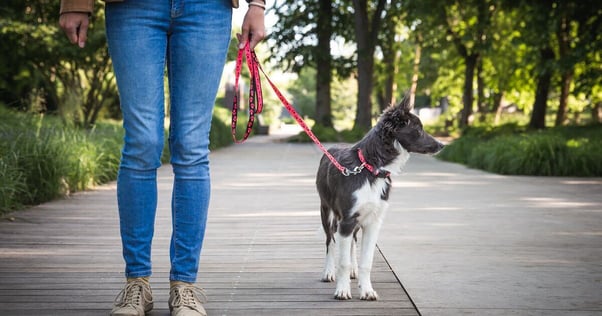 Puppy out for a walk outdoors.