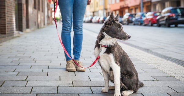 Puppy on a walk with their owner