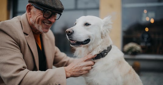 Older dog parent wearing cap, smiling whilst fitting a dog collar on a white Labrador.