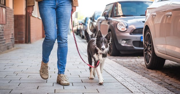 Border collie puppy learning to walk on a lead in a city.
