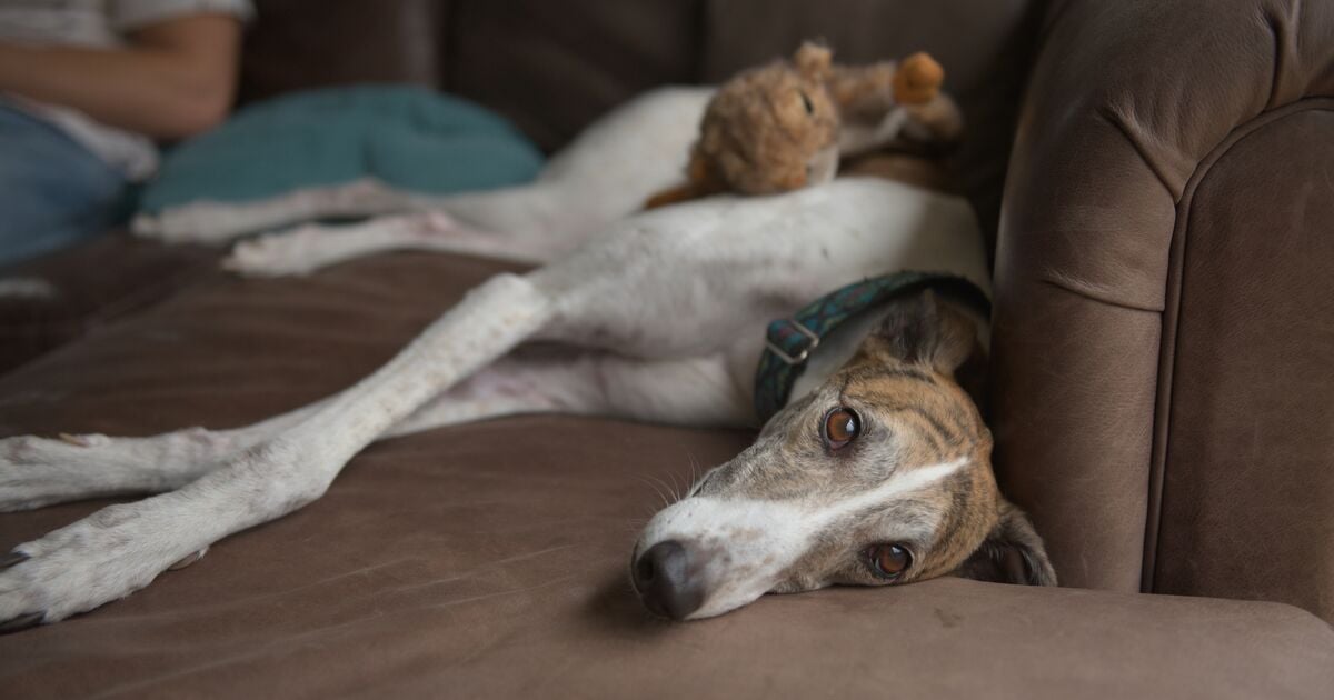 Greyhound ξαπλώνει στον καναπέ
