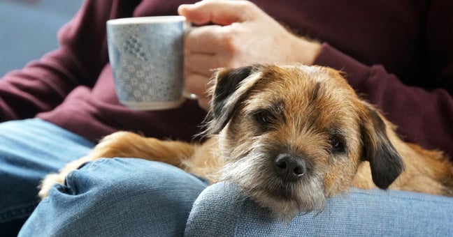 Border Terrier lying on human's lap, looking into the camera.
