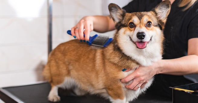 Welsh Corgi being brushed at the groomers.
