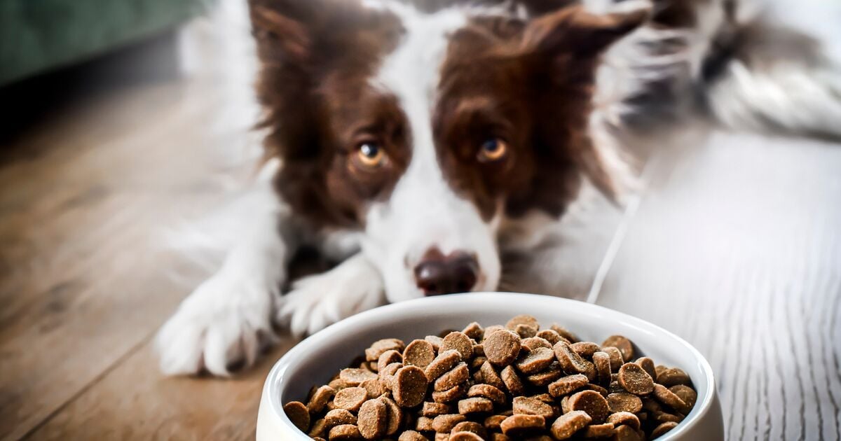 Border collie oldalra néző fülekkel 