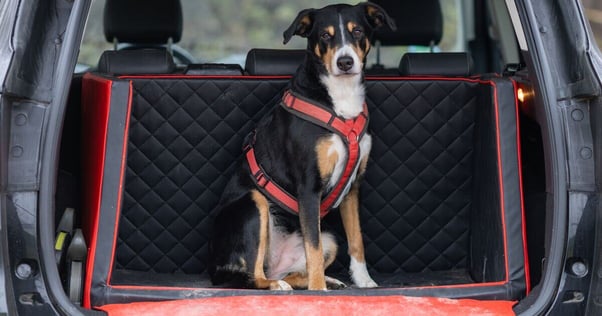 Black, white and brown dog in car boot ready for the journey.