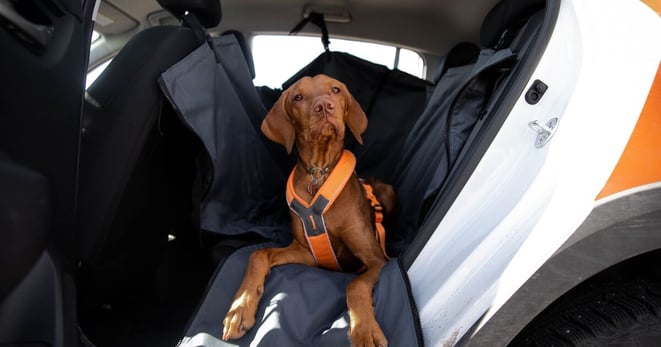 A dog lying down in a car with an orange harness.