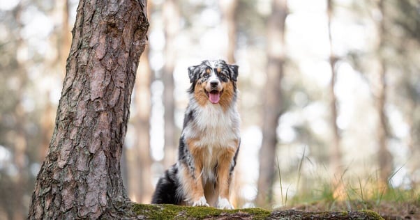 Fully grown Australian Shepherd dog stood in a forest, looking at the camera.