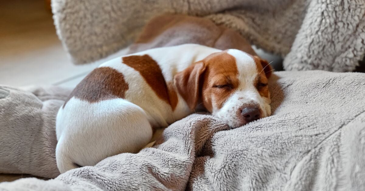 Kiskutya alszik egy puha pléden&nbsp;