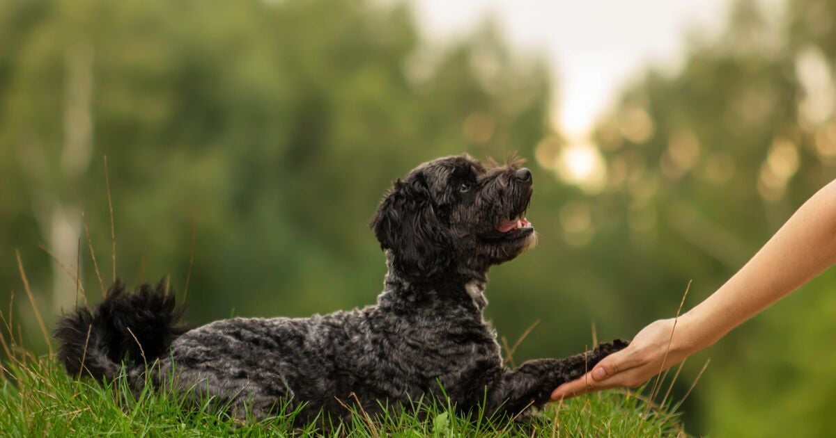 Fekete maltipoo gyakorol a gazdijával  