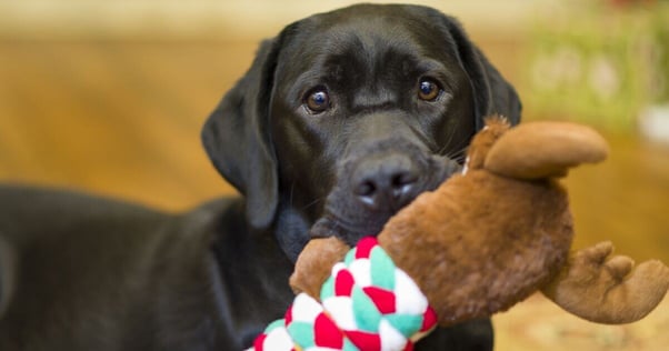 Black Labrador holding a dog chew toy.