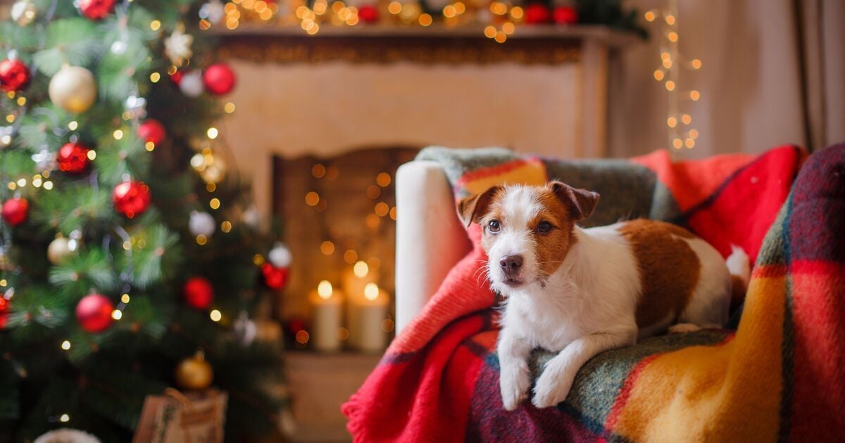 Jack russell kutya ül a kanapén a karácsonyfa mellett 