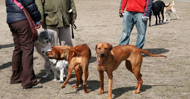 Group of dogs and humans in the park.