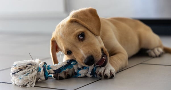 Puppy chewing rope toy.