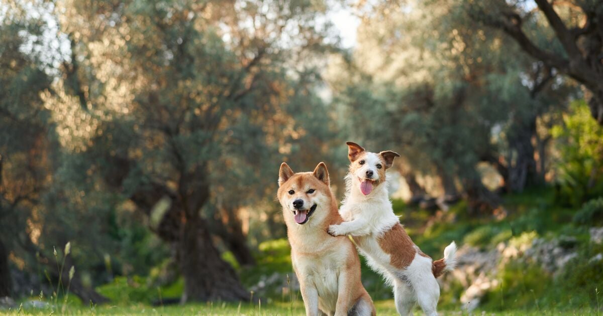 Két boldog kutya együtt játszik a szabadban 