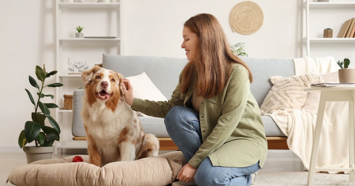 Boldog kutya, amelyet simogat a gazdija  