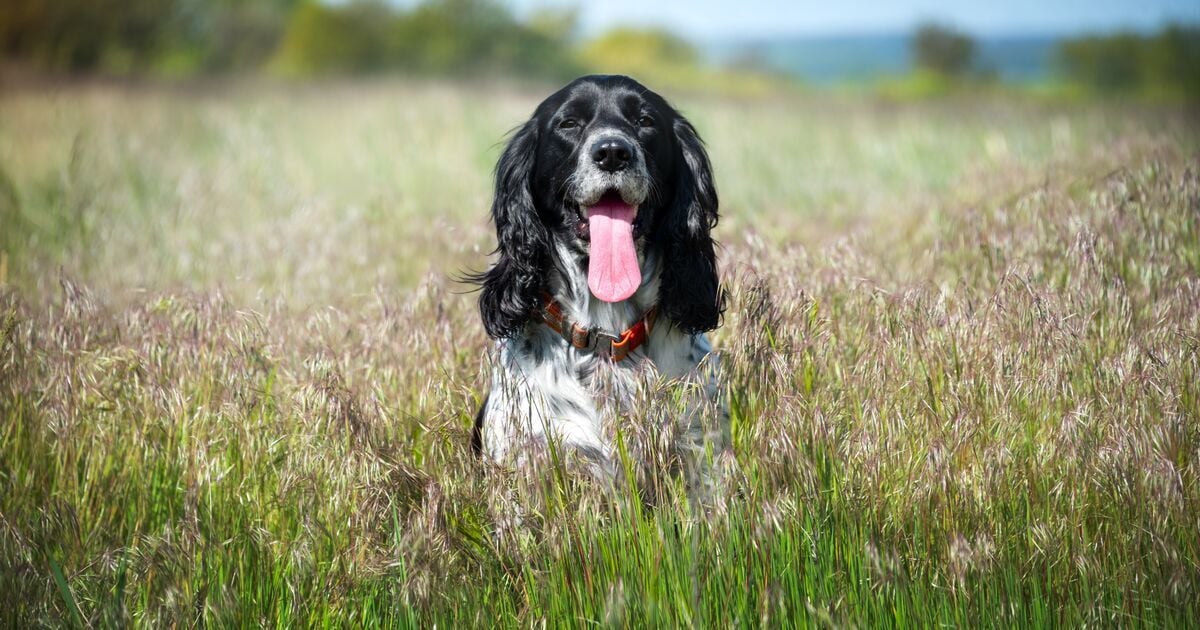 Fekete-fehér kutya hosszú, lógó fülekkel a mezőn 
