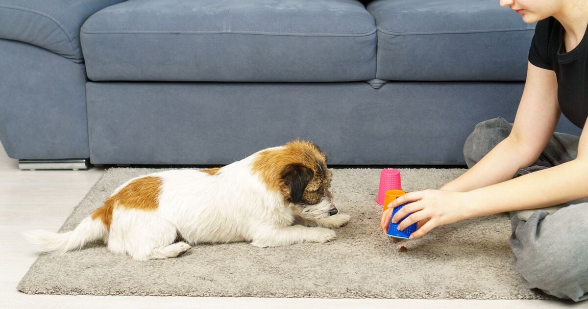 Kutya játszik a szőnyegen a gazdijával &nbsp;