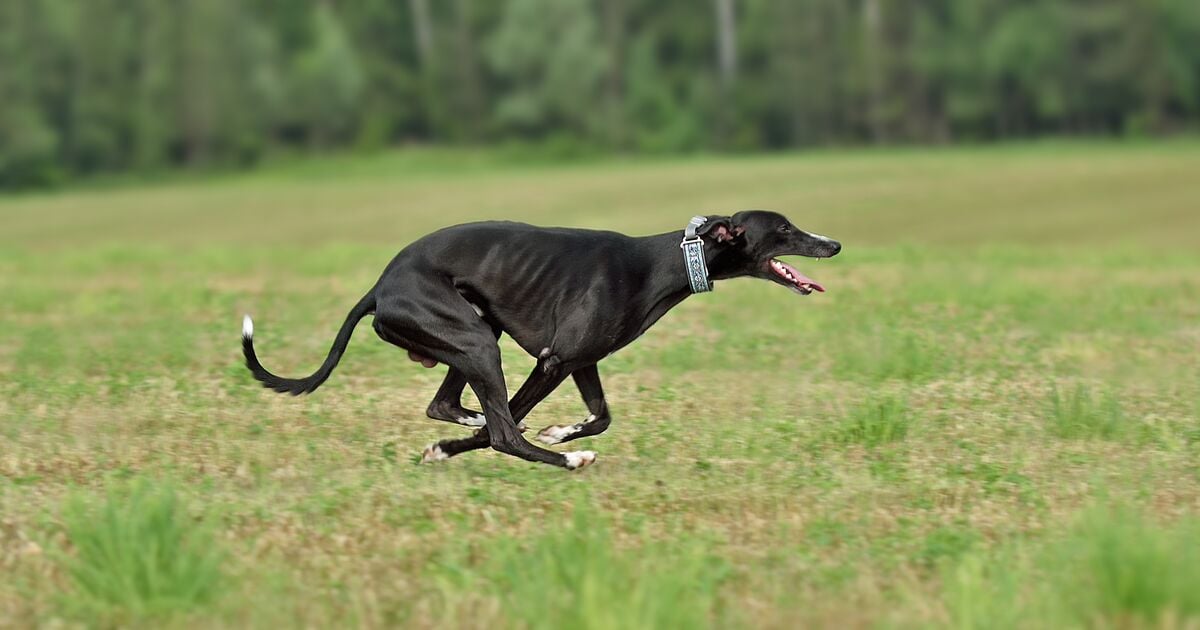μαύρο Greyhound που τρέχει