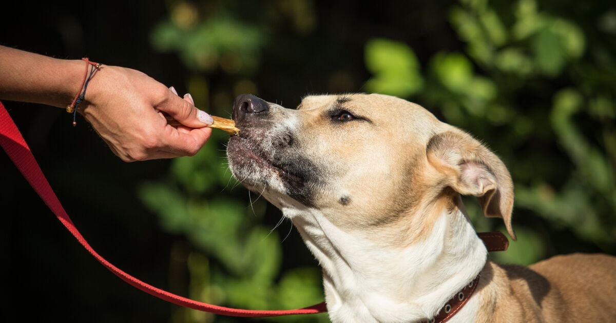 Σκύλος με λουρί δέχεται λιχουδιά στη βόλτα