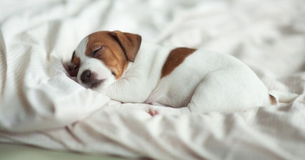 Jack Russell puppy asleep on the bed.