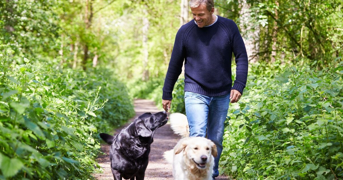 Egy férfi két kutyával sétál az erdőben 