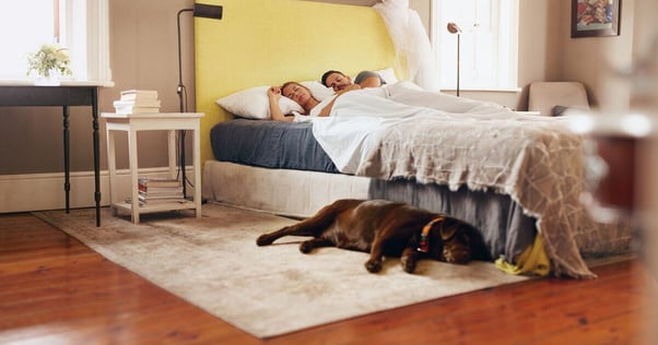 Dog lying on bedroom floor whilst parents sleep in the bed.