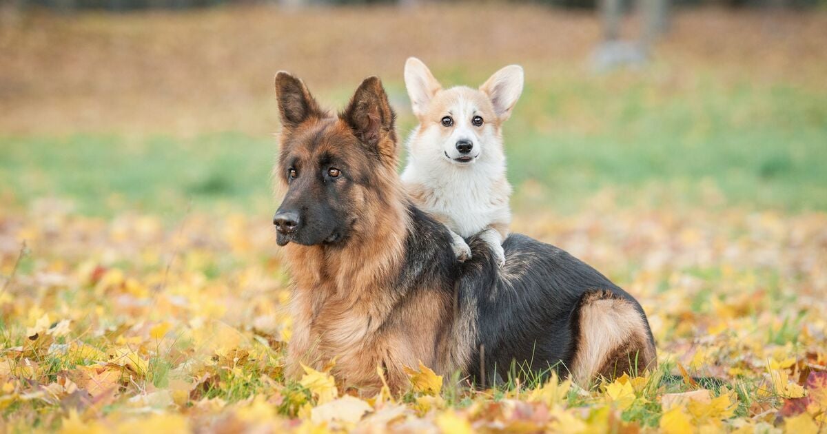 Német juhászkutya és welsh corgie együtt pihen az avarban 