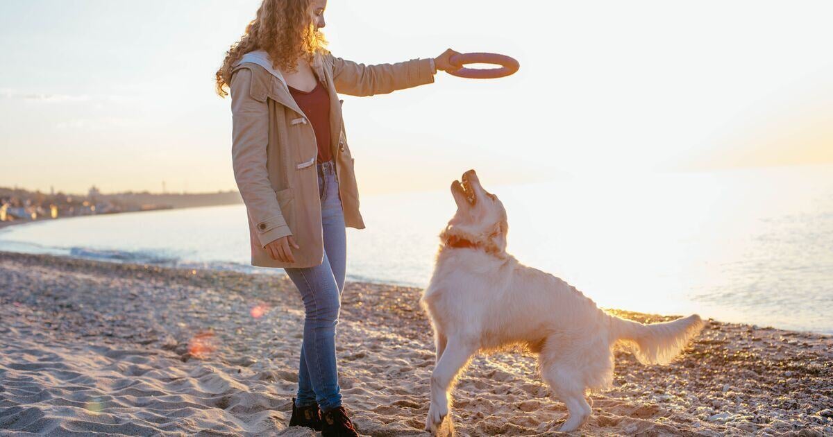 Golden retriever játszik a gazdijával a tengerparton