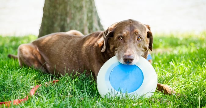 Brown dog sitting outside with a frisbee.