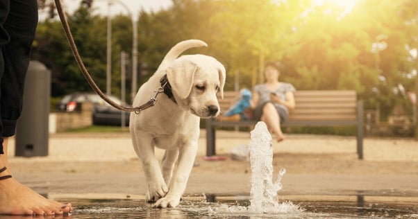 Puppy investigating a fountain.