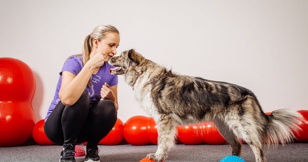 Grey dog with a dog trainer.