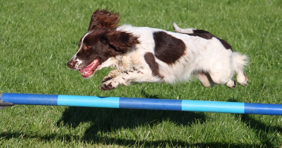 Spaniel átugrik egy agility akadály fölött  