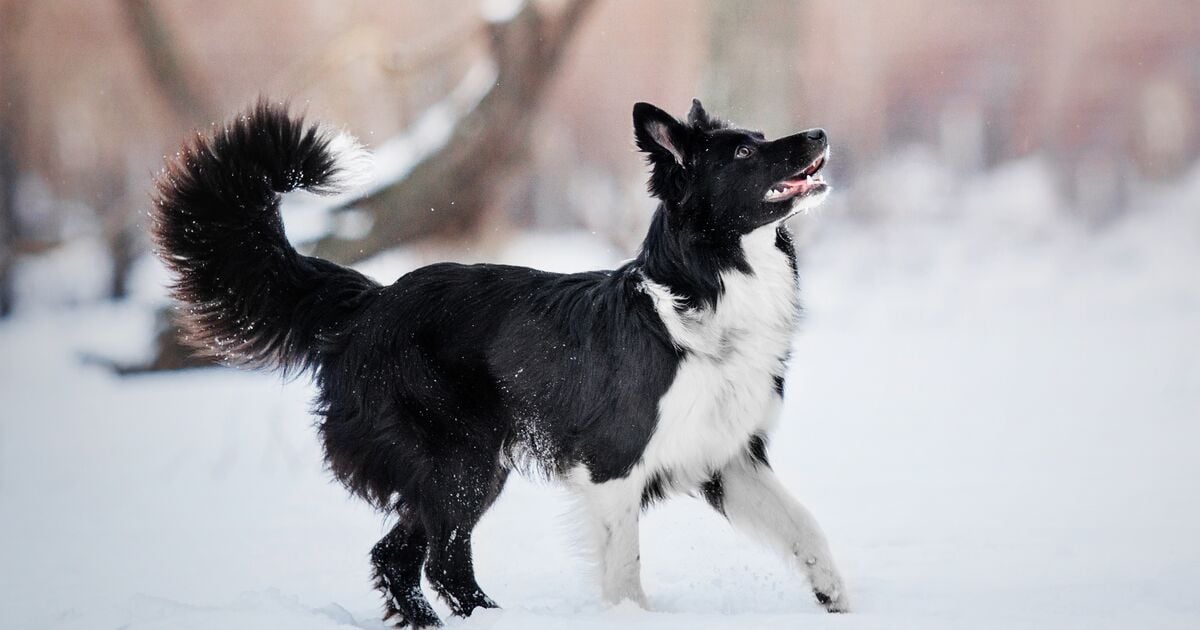 Border collie élvezi a havat 